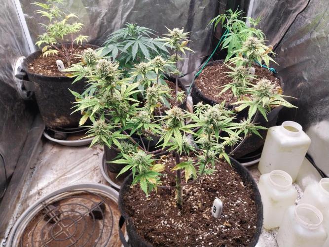 Pomofour le retour. Week 8 - 15/11