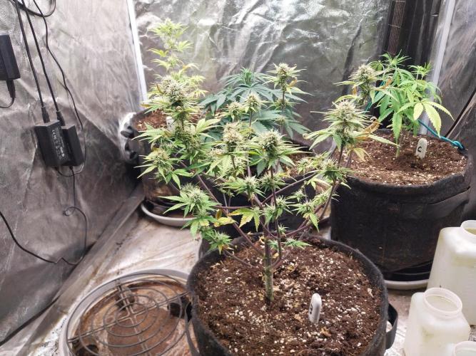 Pomofour le retour. Week 8 - 15/11