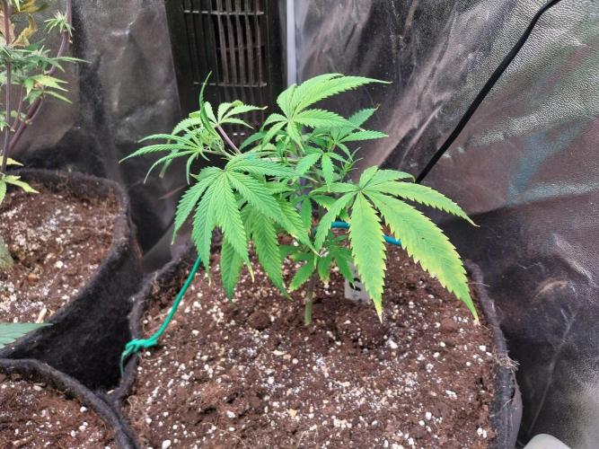 Poudraufou. Week 7 - 10/11