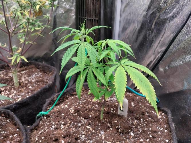 Poudraufou. Week 7 - 11/11