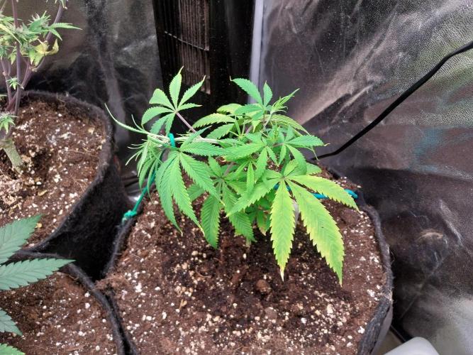 Poudraufou. Week 7 - 12/11