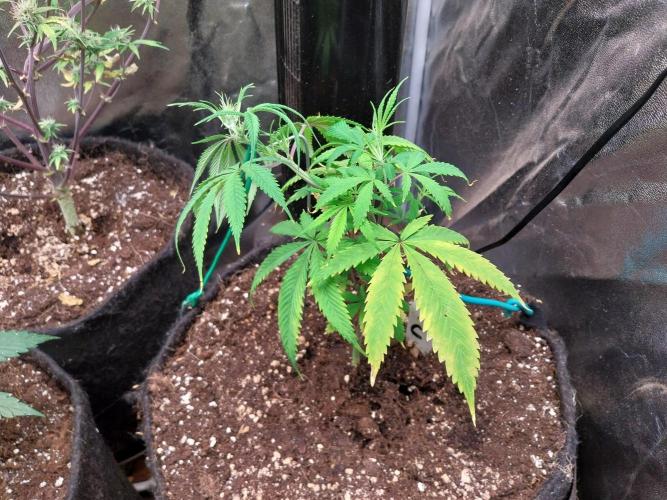 Poudraufou. Week 7 - 13/11