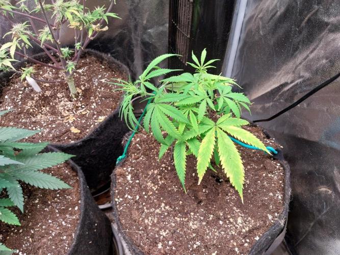 Poudraufou. Week 7 - 14/11