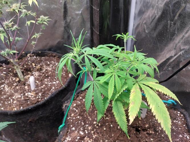 Poudraufou. Week 7 - 15/11