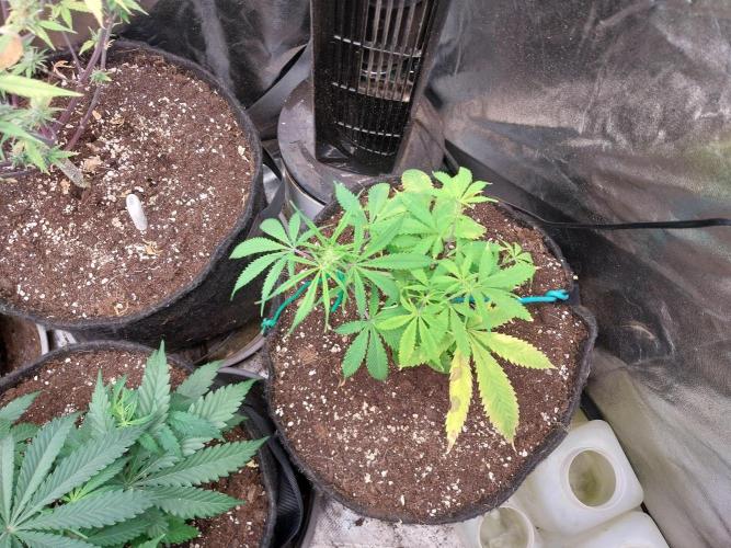 Poudraufou. Week 7 - 16/11