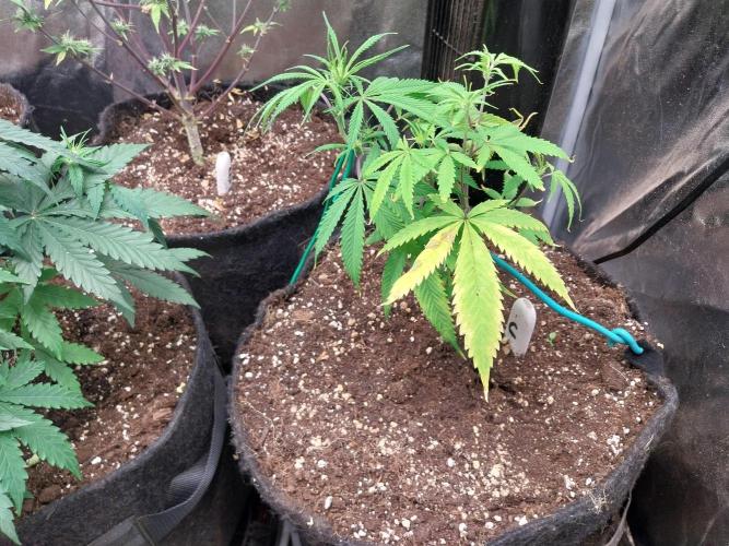 Poudraufou. Week 7 - 16/11 