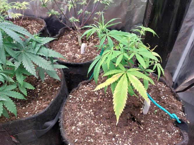 Poudraufou. Week 7 - 16/11 