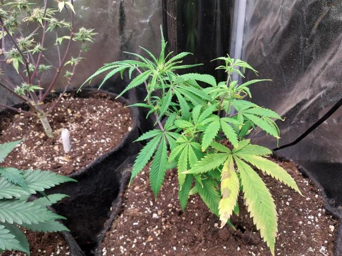 Poudraufou. Week 7 - 16/11 