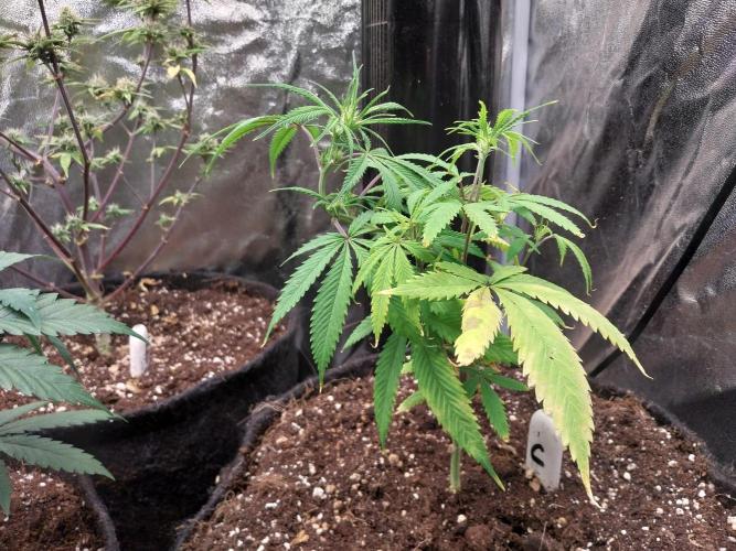 Poudraufou. Week 7 - 16/11 