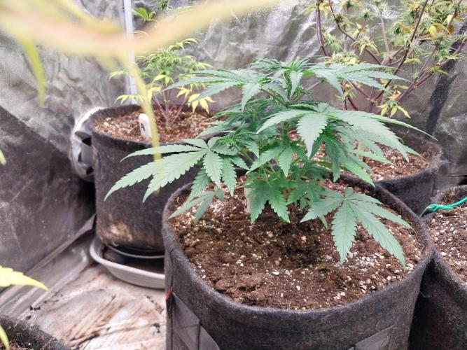 Oeuf-coktail. Week 5 - 11/11