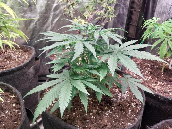 Oeuf-coktail. Week 5 - 12/11