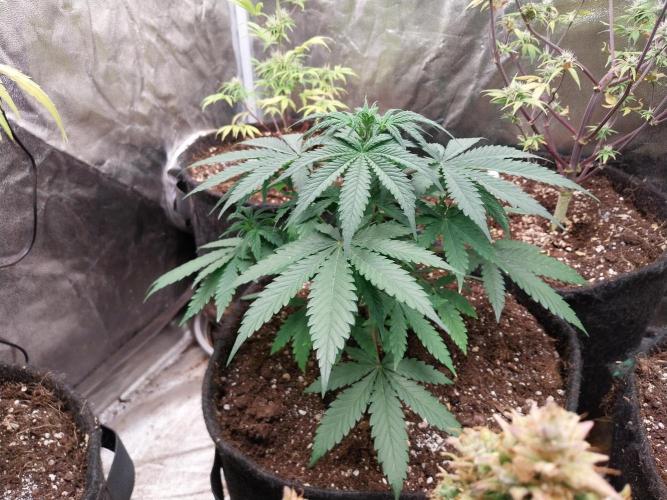 Oeuf-coktail. Week 5 - 13/11