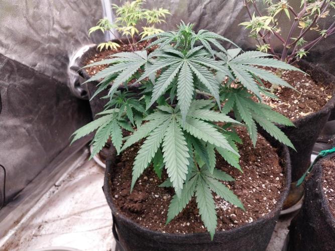 Oeuf-coktail. Week 5 - 14/11