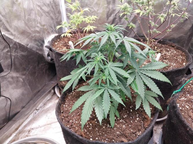 Oeuf-coktail. Week 5 - 15/11