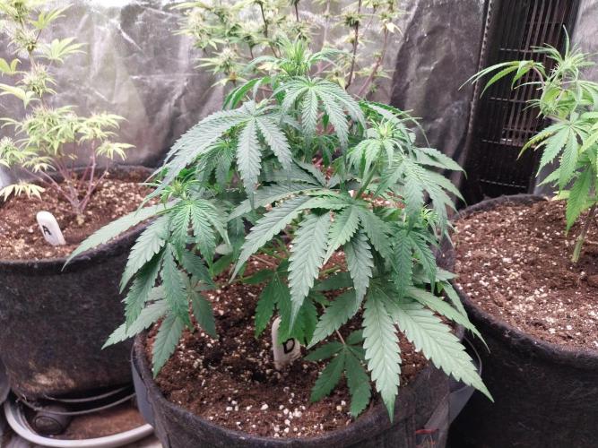 Oeuf-coktail. Week 5 - 16/11