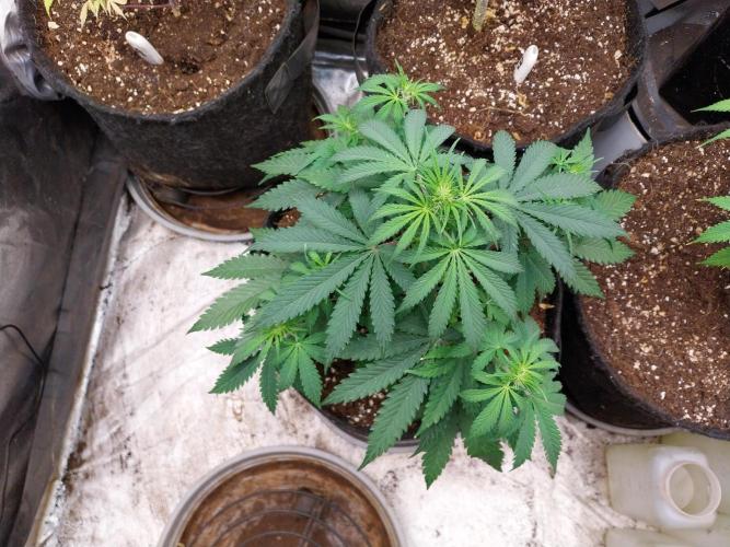 Oeuf-coktail. Week 5 - 17/11