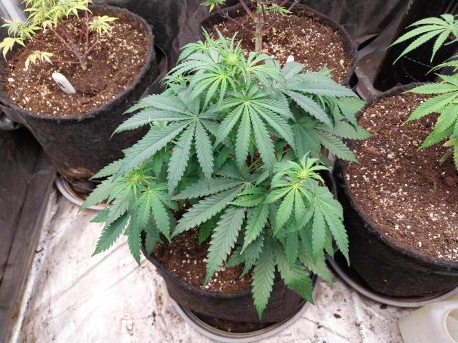 Oeuf-coktail. Week 5 - 17/11