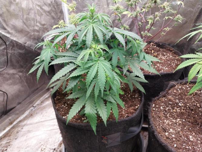 Oeuf-coktail. Week 5 - 17/11