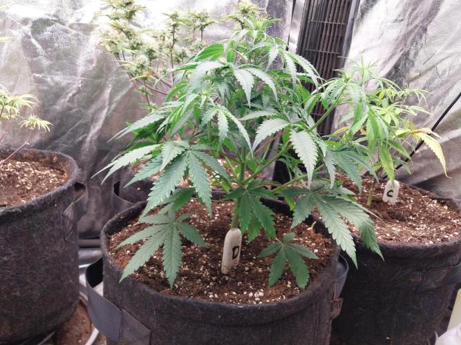 Oeuf-coktail. Week 5 - 17/11