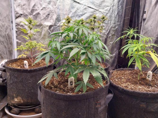 Oeuf-coktail. Week 5 - 17/11