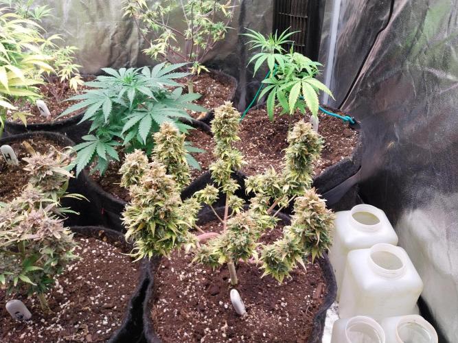 survivante. Week 14 - 12/11