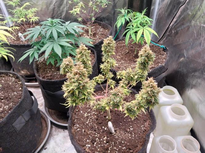 survivante. Week 14 - 13/11