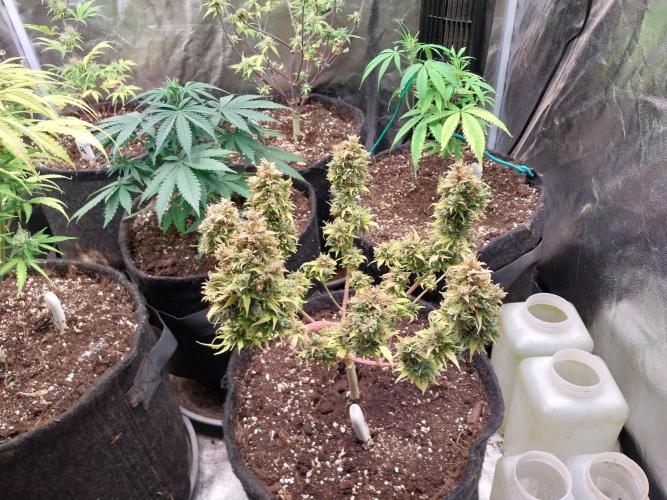 survivante. Week 14 - 14/11