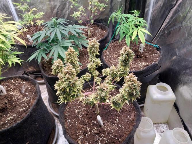 survivante. Week 14 - 15/11