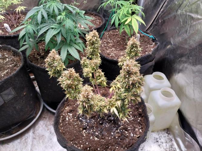 survivante. Week 14 - 16/11