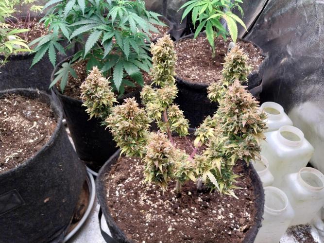 survivante. Week 14 - 17/11