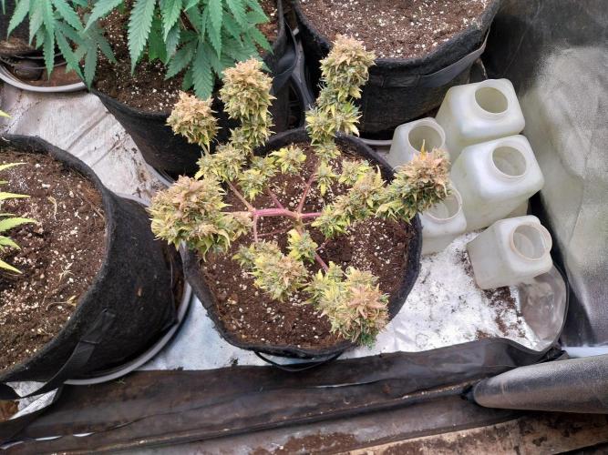 survivante. Week 14 - 18/11