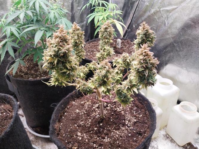 survivante. Week 14 - 18/11