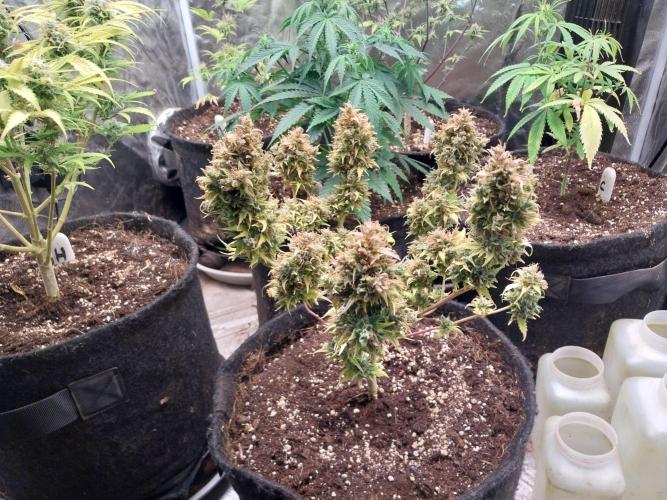 survivante. Week 14 - 18/11