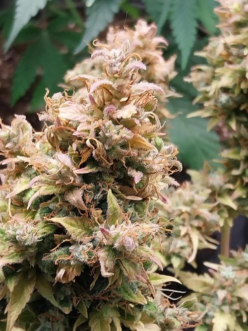 survivante. Week 14 - 18/11