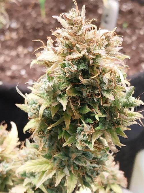 survivante. Week 14 - 18/11