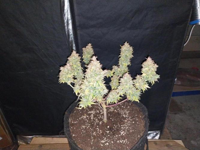 survivante. Week 14 - 18/11