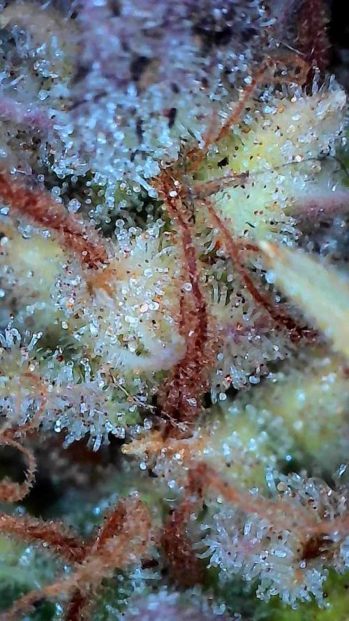 survivante. Week 14 - 18/11