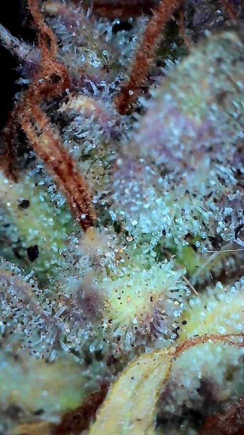 survivante. Week 14 - 18/11