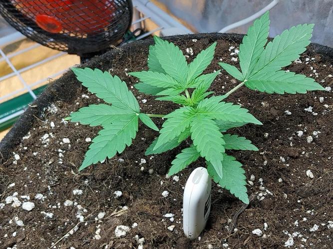 Blanchette. Week 3 - 12/11