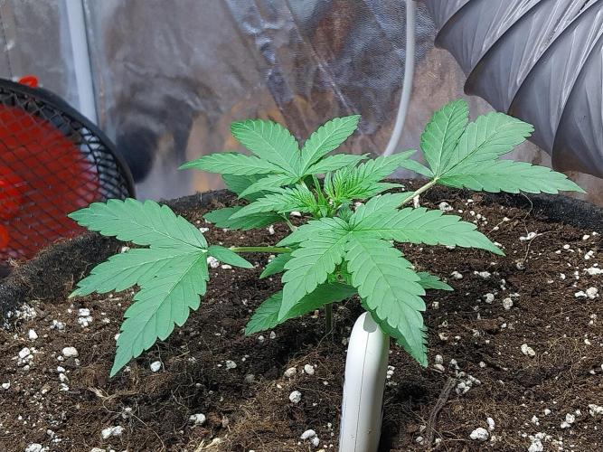 Blanchette. Week 3 - 13/11