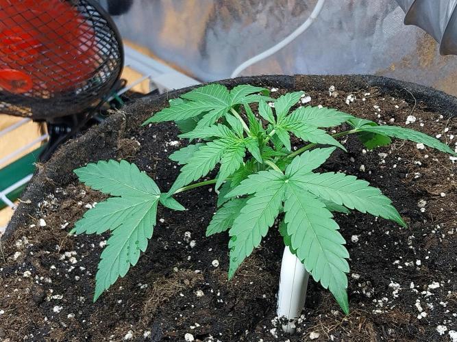 Blanchette. Week 3 - 14/11