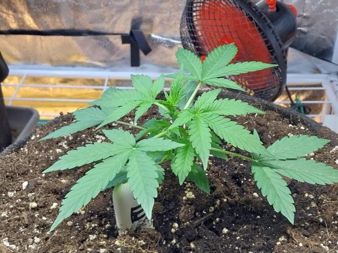 Blanchette. Week 3 - 15/11