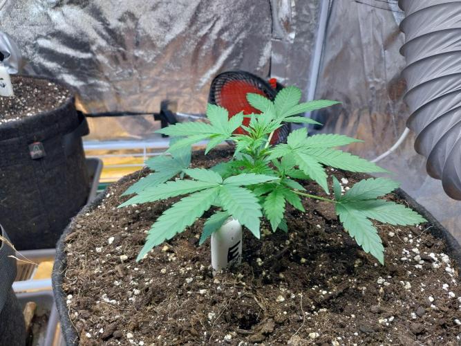 Blanchette. Week 3 - 16/11