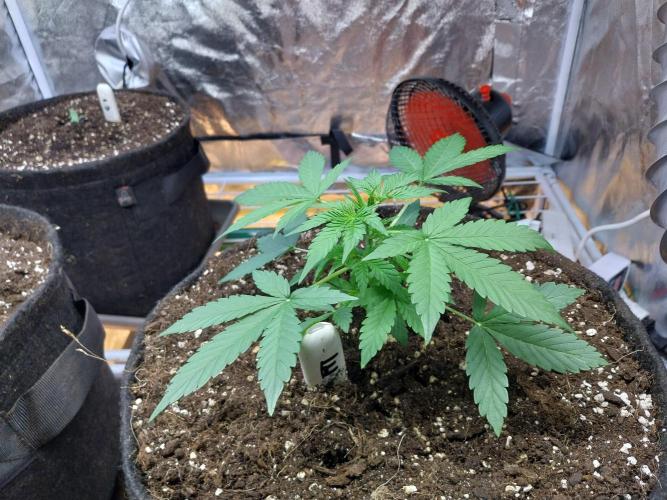 Blanchette. Week 3 - 17/11