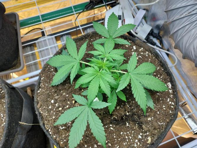 Blanchette. Week 3 - 18/11 