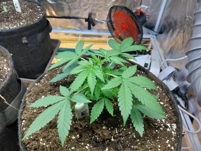 Blanchette. Week 3 - 18/11 