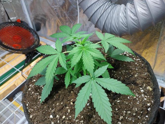 Blanchette. Week 3 - 18/11 