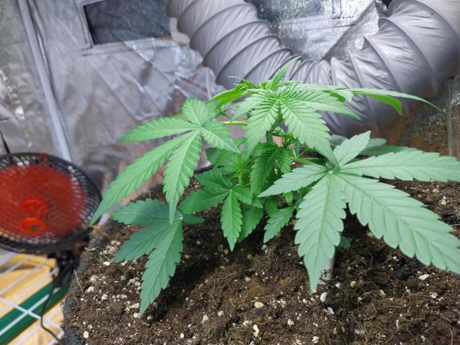 Blanchette. Week 3 - 18/11 