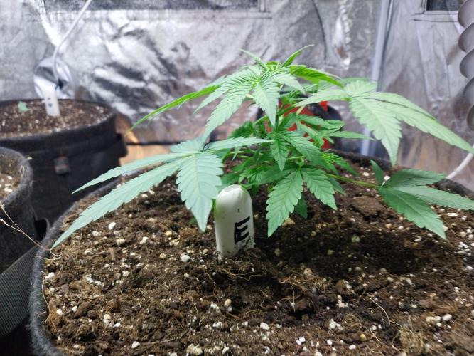 Blanchette. Week 3 - 18/11 