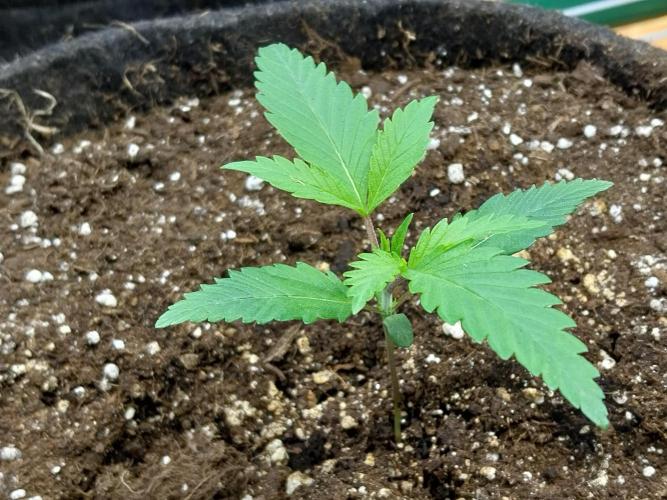 Pierrette de la lune 2. Week 2 - 13/11